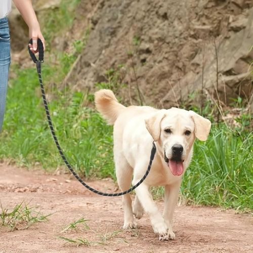 dog lead walking with dog