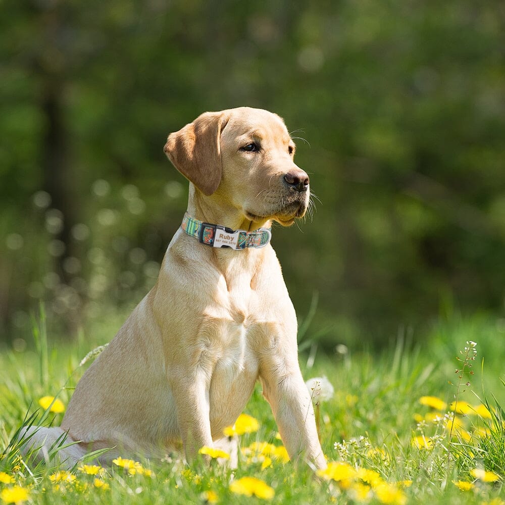 AdjustableDogCollar™ - Merry Puppy