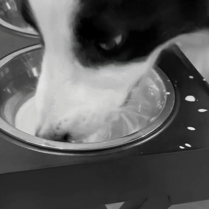 DRINKING WATER SPILL-FREE BOWL - 1.5 L - Merry Puppy