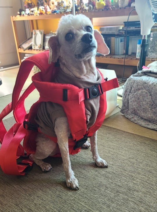 Dog Backpack Red™ - Merry Puppy